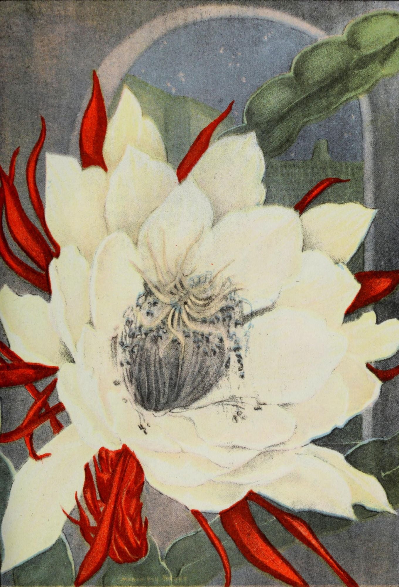 Garden Flowers 1926 Night Blooming Cereus Canvas Art - Myron Van Brunt (18 x 24)