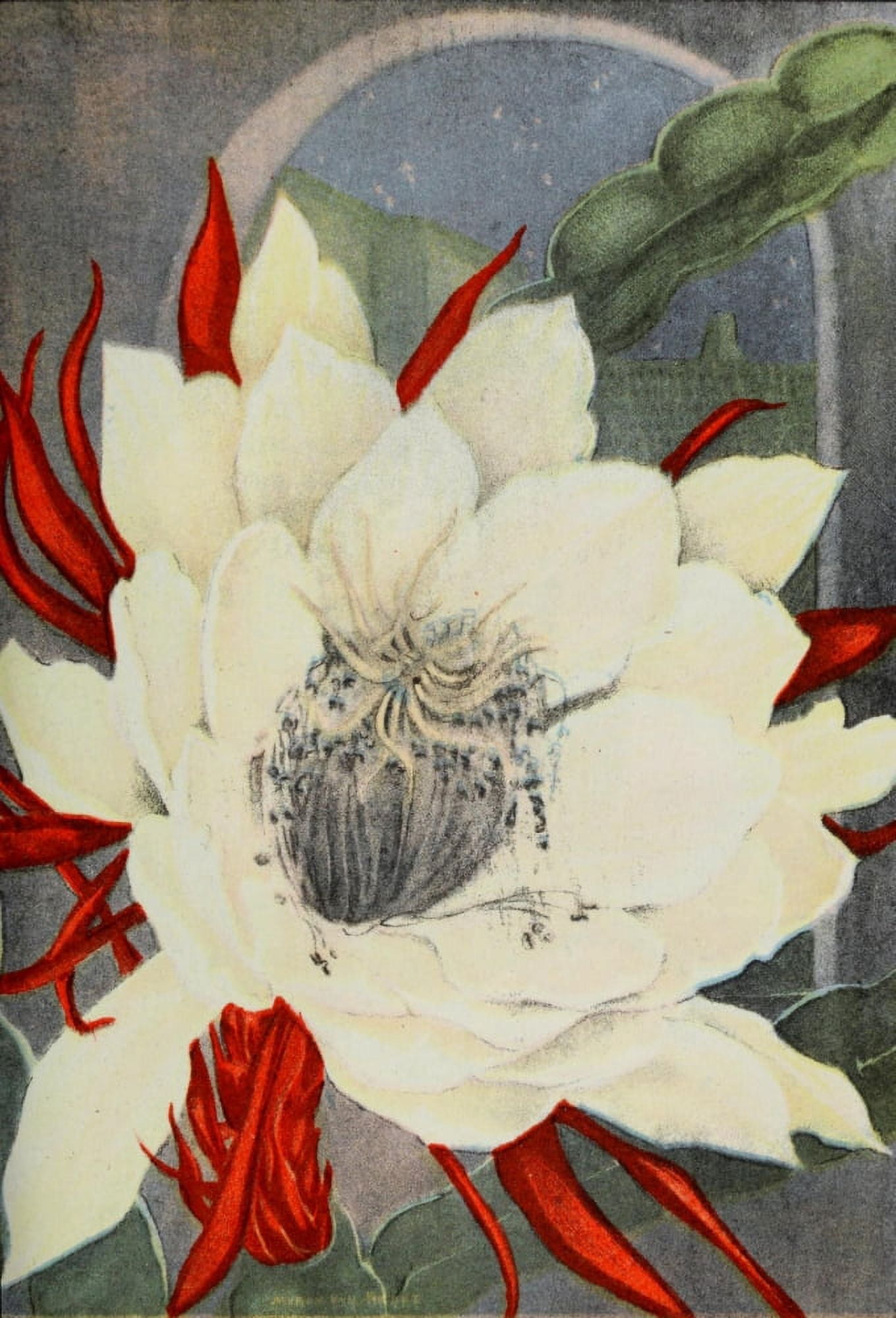 Garden Flowers 1926 Night Blooming Cereus Canvas Art - Myron Van Brunt (24 x 36)