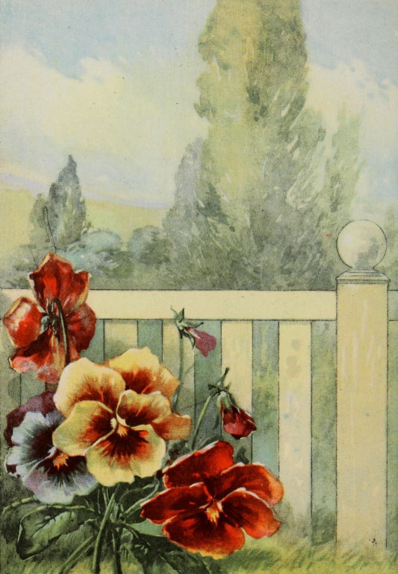 Garden Flowers 1926 Pansy Canvas Art - Myron Van Brunt (24 x 36)