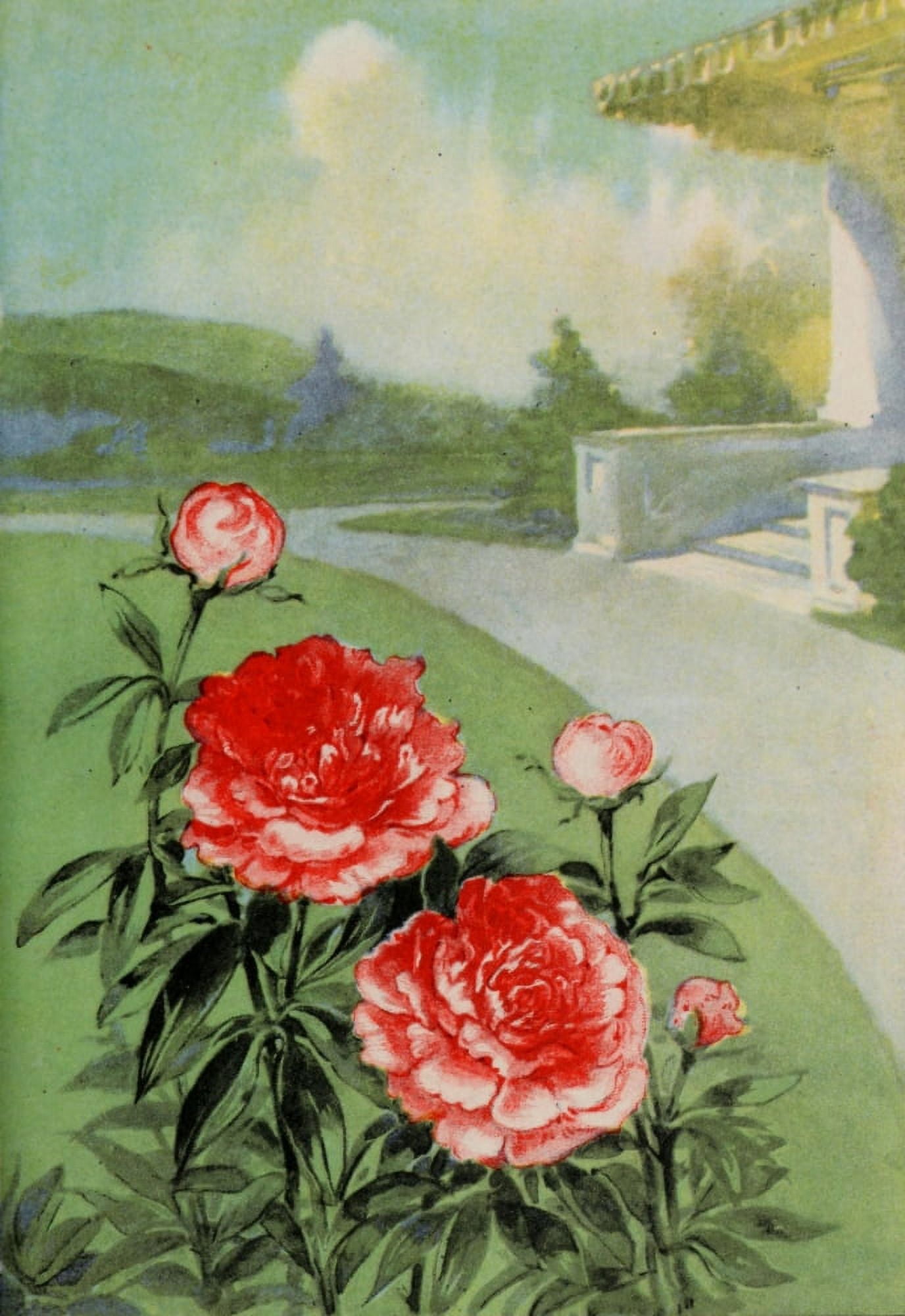 Garden Flowers 1926 Peony Canvas Art - Myron Van Brunt (18 x 24)
