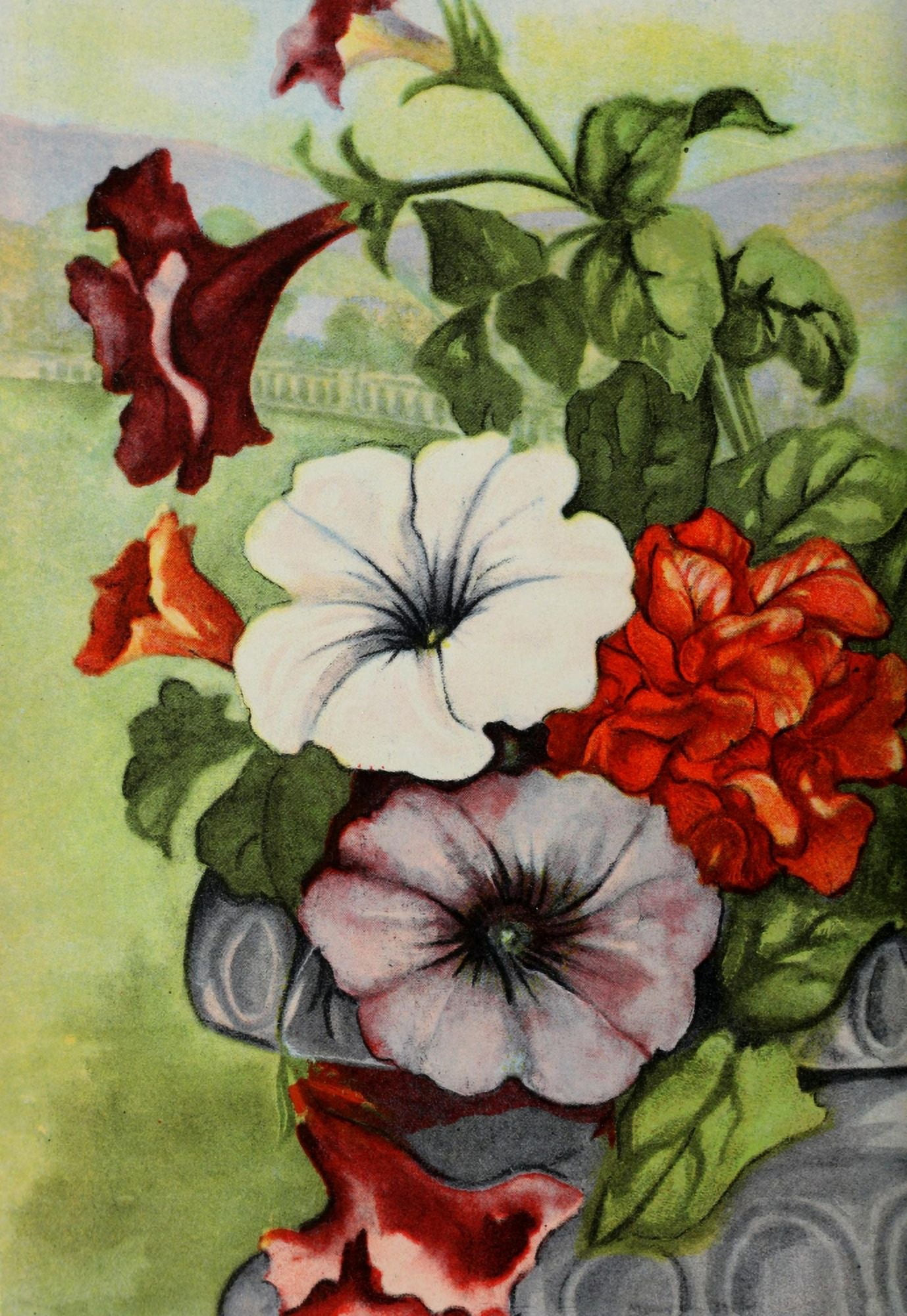 Garden Flowers 1926 Petunia Canvas Art - Myron Van Brunt (24 x 36)