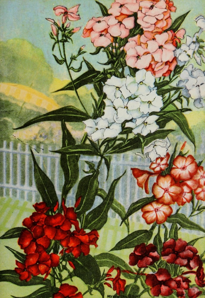 Garden Flowers 1926 Phlox Canvas Art - Myron Van Brunt (18 x 24)
