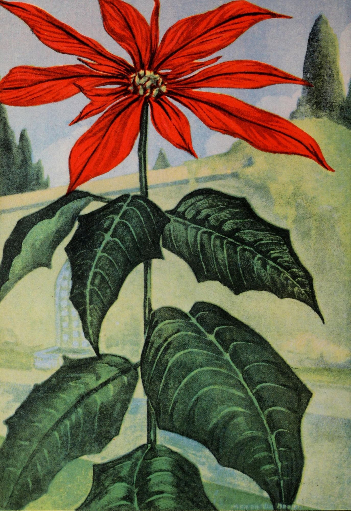 Garden Flowers 1926 Poinsettia Canvas Art - Myron Van Brunt (18 x 24)