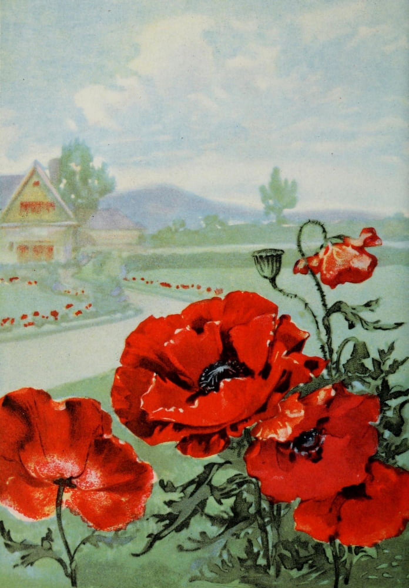 Garden Flowers 1926 Poppy Canvas Art - Myron Van Brunt (24 x 36)