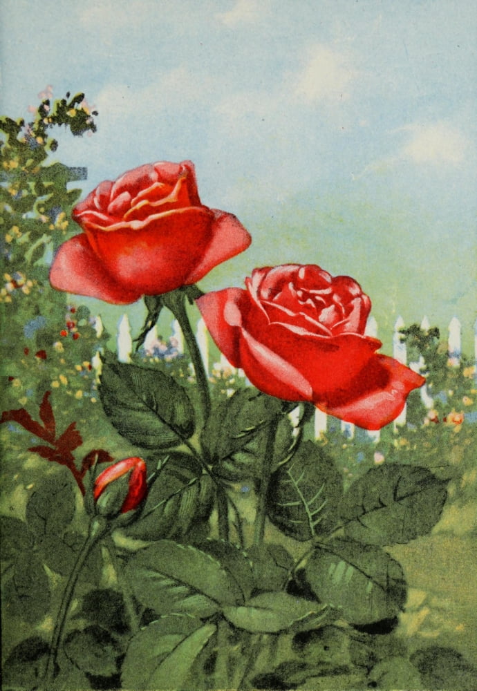 Garden Flowers 1926 Rose Canvas Art - Unknown (18 x 24)