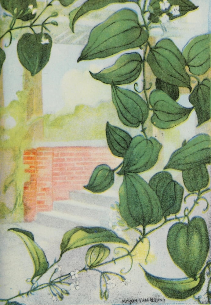 Garden Flowers 1926 Smilax Canvas Art - Myron Van Brunt (24 x 36)