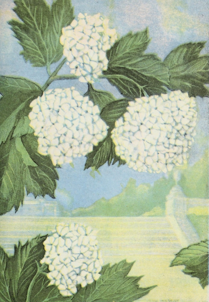 Garden Flowers 1926 Snowball Canvas Art - Myron Van Brunt (24 x 36)