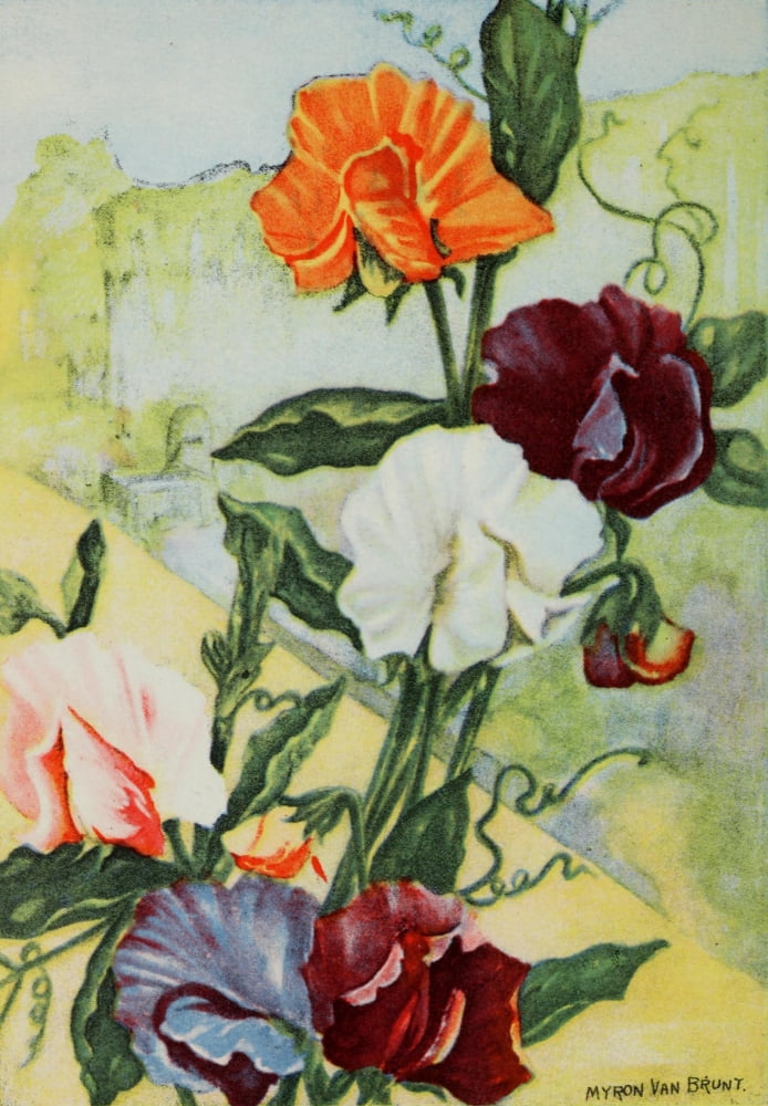 Garden Flowers 1926 Sweet Peas Canvas Art - Myron Van Brunt (18 x 24)