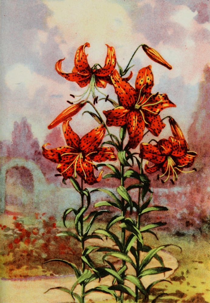 Garden Flowers 1926 Tiger Lily Canvas Art - Myron Van Brunt (18 x 24)