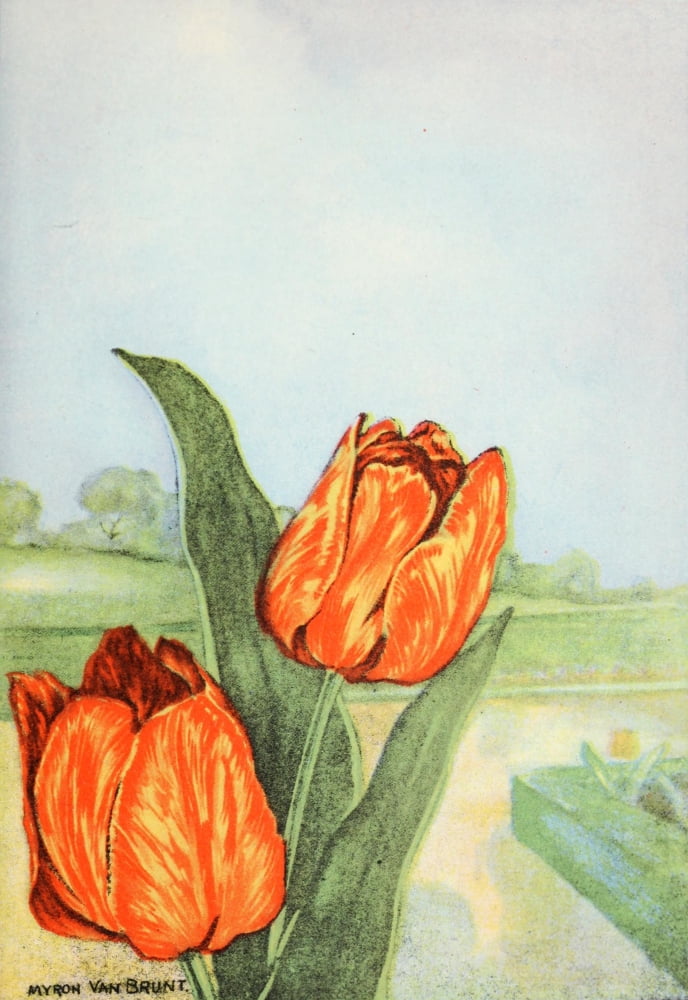 Garden Flowers 1926 Tulip Canvas Art - Myron Van Brunt (18 x 24)