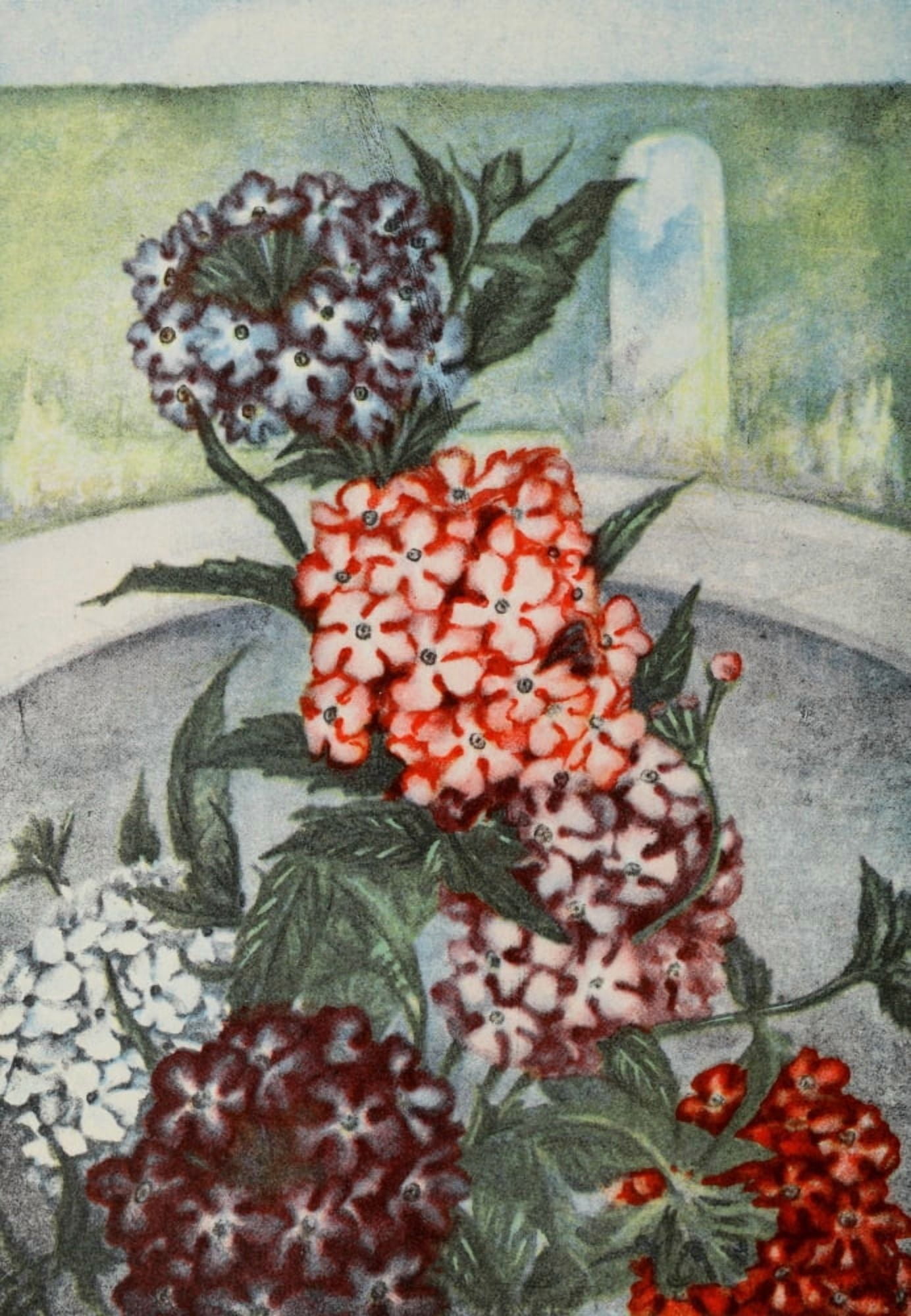 Garden Flowers 1926 Verbena Canvas Art - Myron Van Brunt (24 x 36)