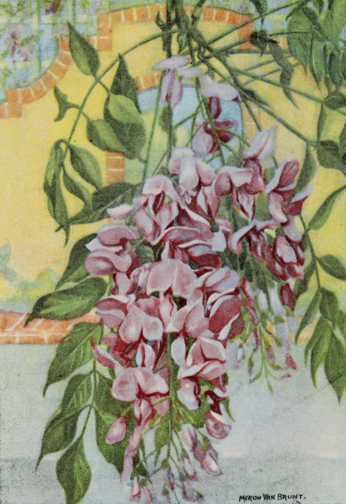 Garden Flowers 1926 Wisteria Canvas Art - Myron Van Brunt (24 x 36)