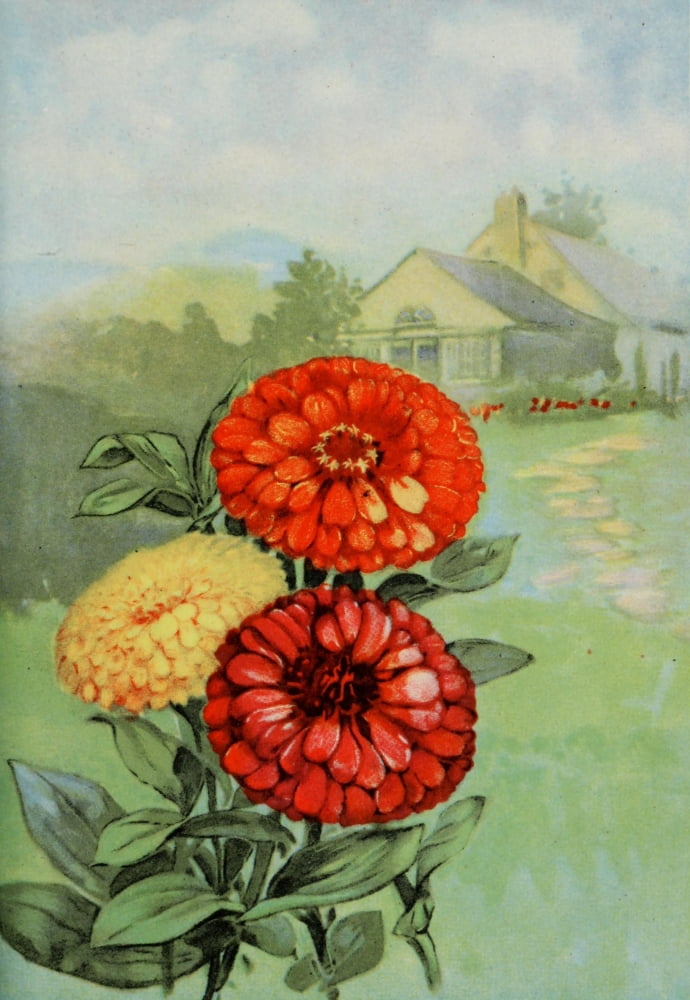 Garden Flowers 1926 Zinnia Canvas Art - Myron Van Brunt (18 x 24)