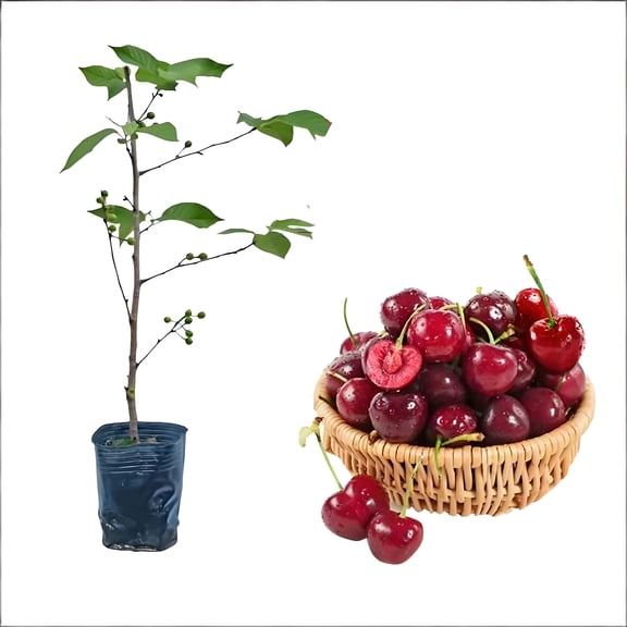 Garden Fruit Tree Seedling Starter Plant for Outdoor Planting Easy Grow Backyard Garden Tree for Landscaping Yard, Patio and Home Garden1 Pcs
