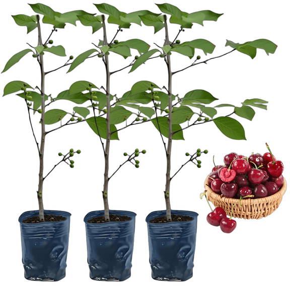 Garden Fruit Tree Seedling Starter Plant for Outdoor Planting Easy Grow Backyard Garden Tree for Landscaping Yard, Patio and Home Garden2 Pcs