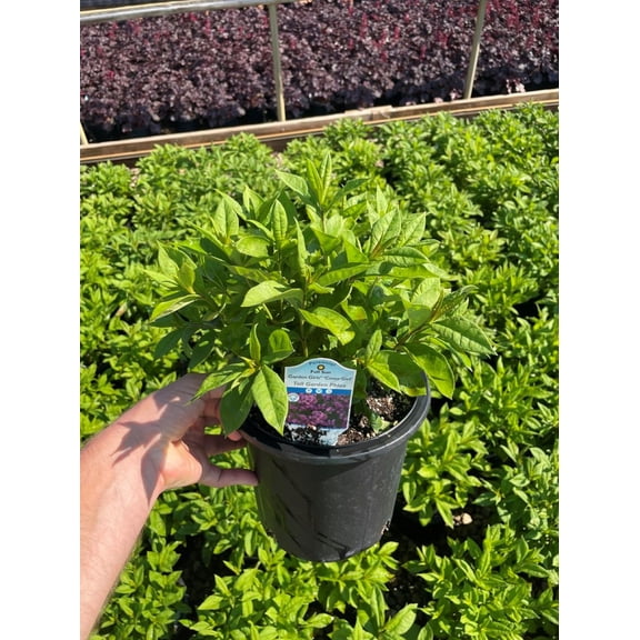 Garden Girls Cover Girl Tall Phlox - Perennial - Gallon Pot