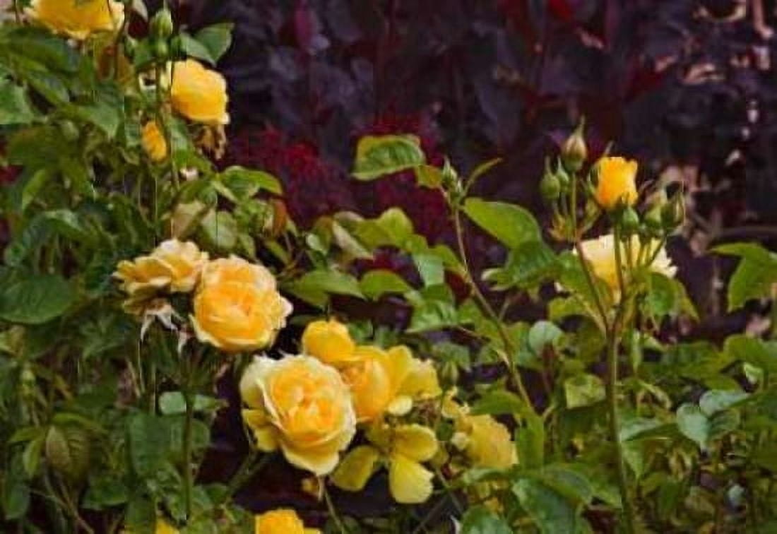 Garden Glimpse V Canvas Art - Rita Crane (20 x 28)