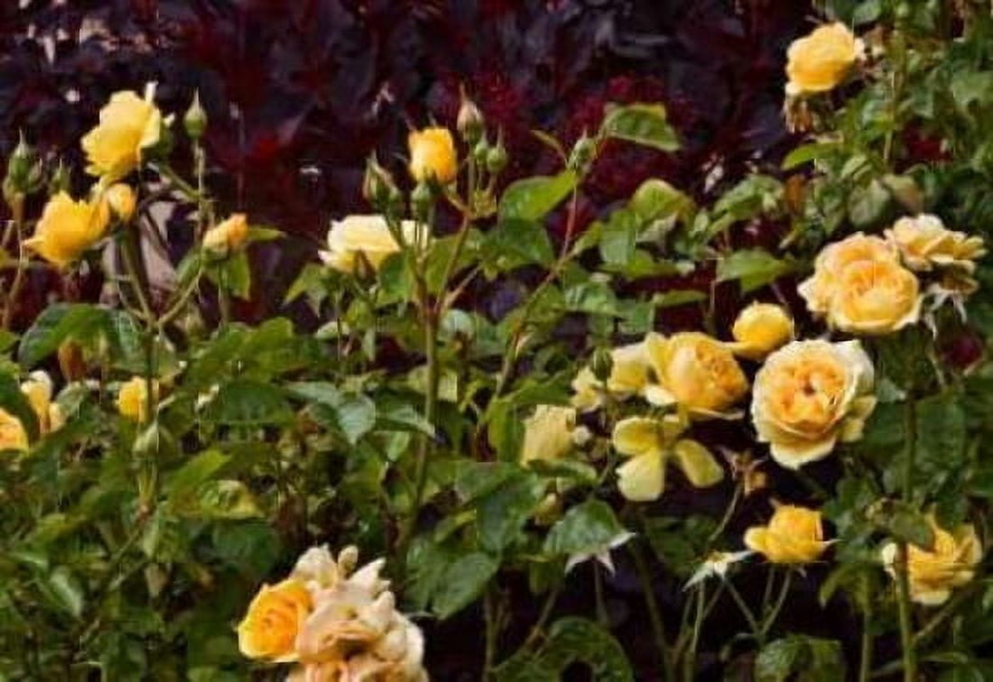 Garden Glimpse VI Canvas Art - Rita Crane (20 x 28)
