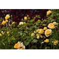 thumbnail image 1 of Garden Glimpse VI Poster Print by Rita Crane (10 x 14), 1 of 1