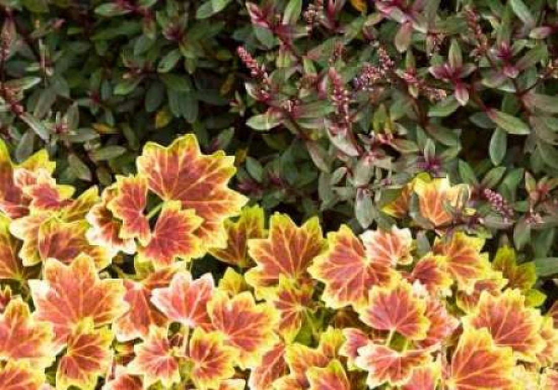 Garden Glimpse X Canvas Art - Rita Crane (20 x 28)