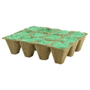 Garden Innovations PLANT EM Pink Ranunculus Asiaticus Flowering Bulbs in Tray