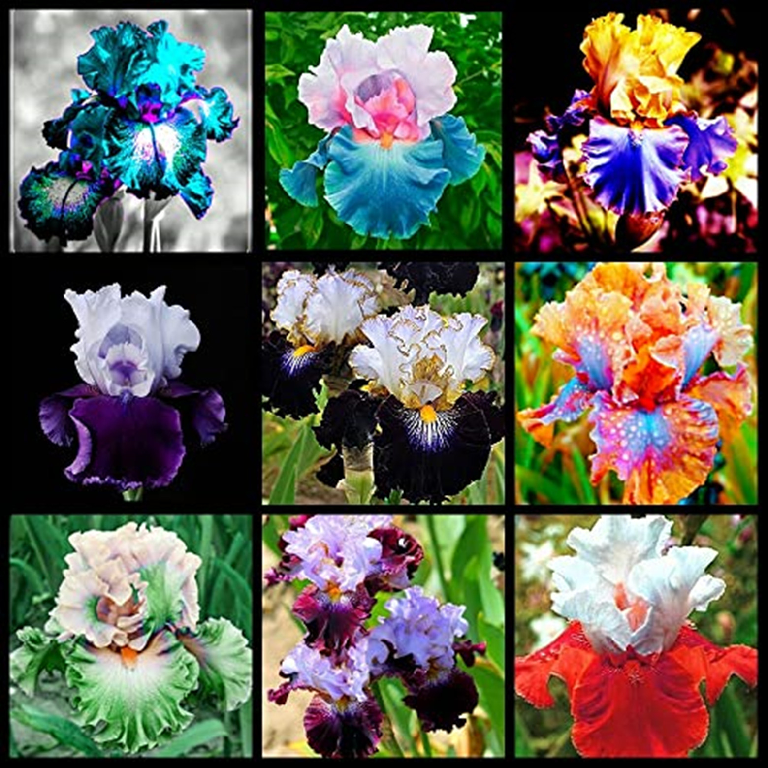 Iris Bulbs,Iris Tubers,Easy For Gardeners To Grow,Iris Bulbs For
