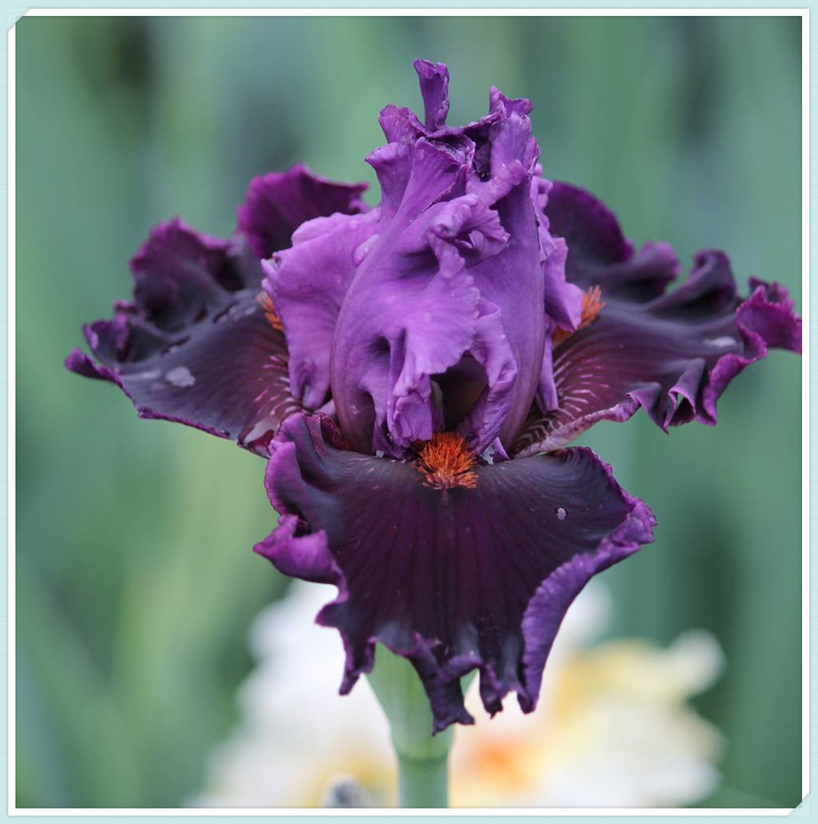 Garden Iris bulbs for Sale Beautify Germinate Iris Bulbs for Planting