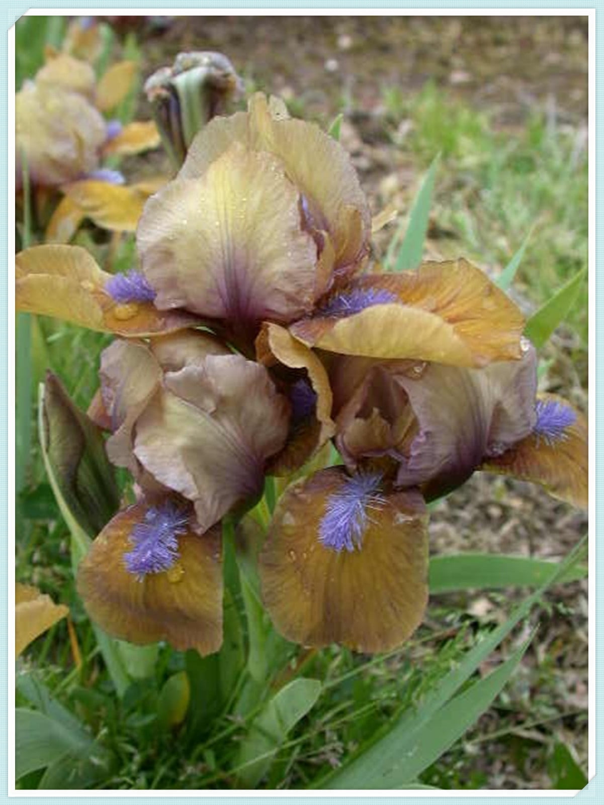 Garden Iris bulbs for Sale Beautify Germinate Iris Bulbs for Planting
