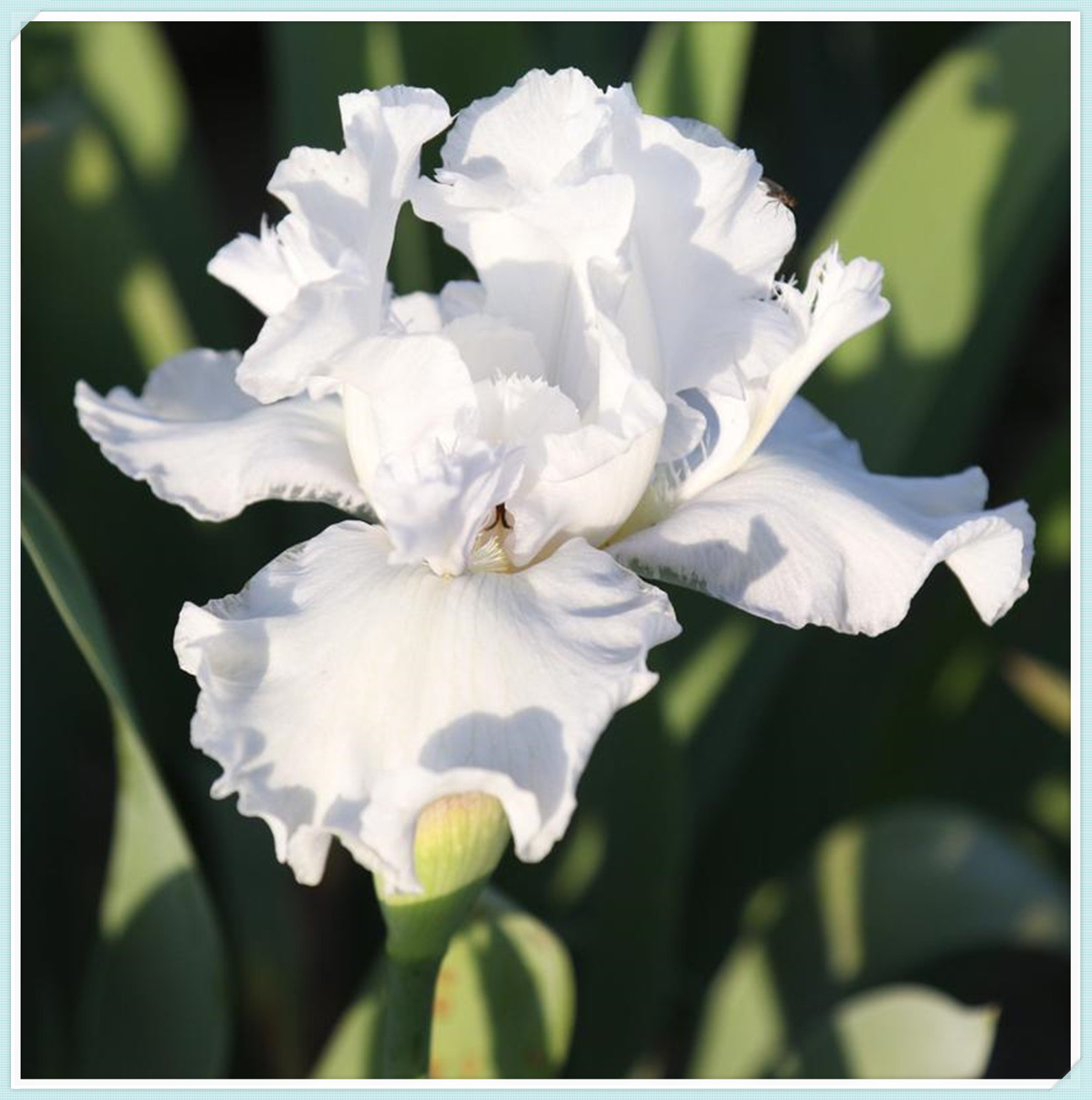 Garden Iris bulbs for Sale Beautify Germinate Iris Bulbs for Planting