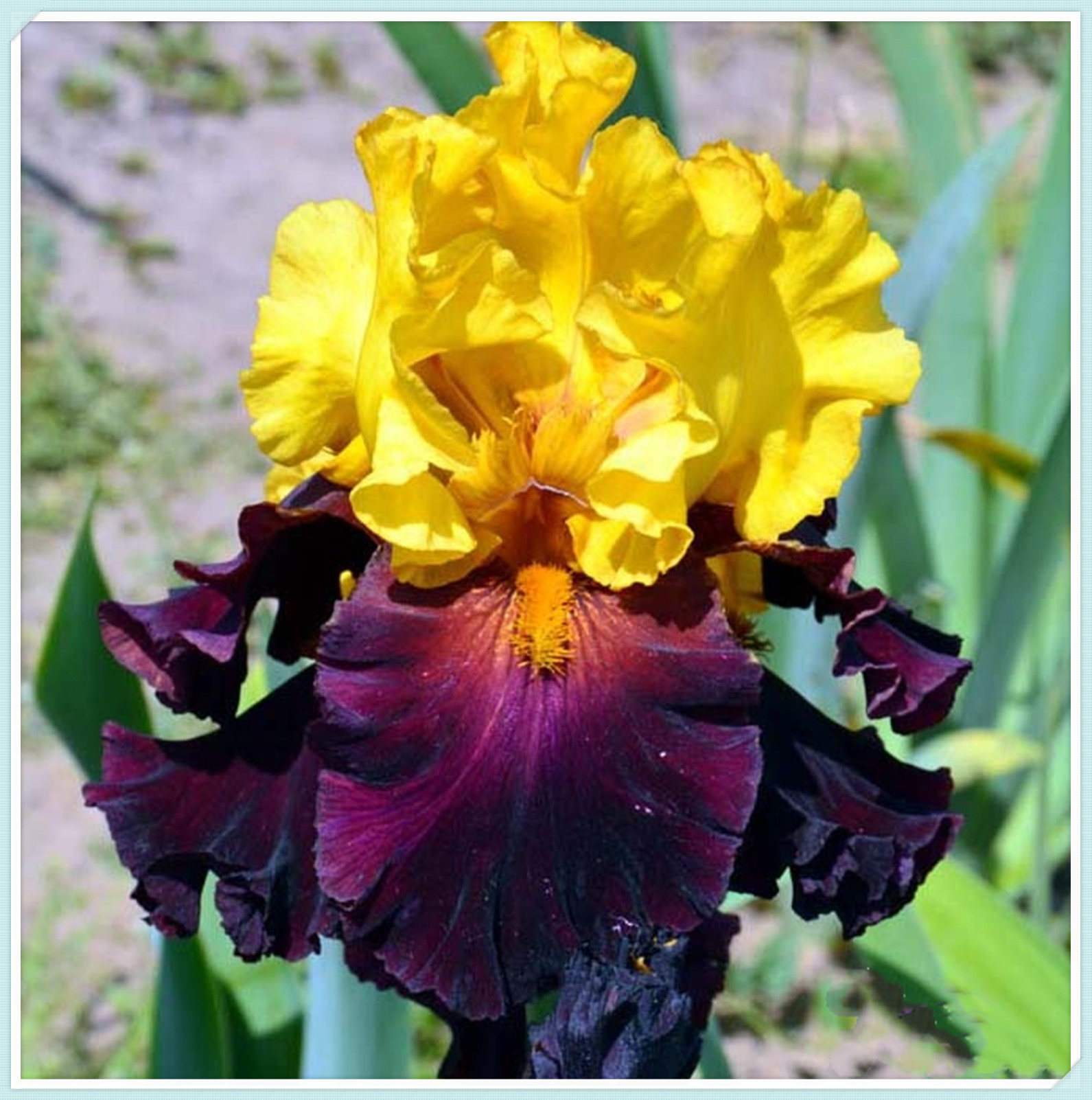 Garden Iris bulbs for Sale Decoration Beautify Easily Germinate Iris