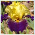 Garden Iris bulbs for Sale Decoration Beautify Easily Germinate Iris
