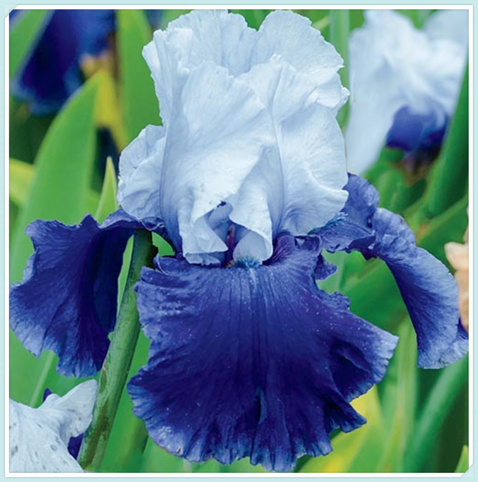 Garden Iris bulbs for Sale Decoration Beautify Easily Germinate Iris