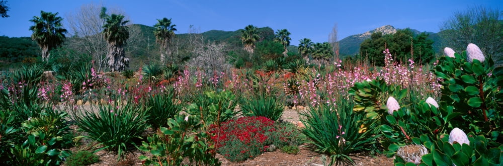 Garden Ojai California Canvas Art - Panoramic Images (36 x 12)