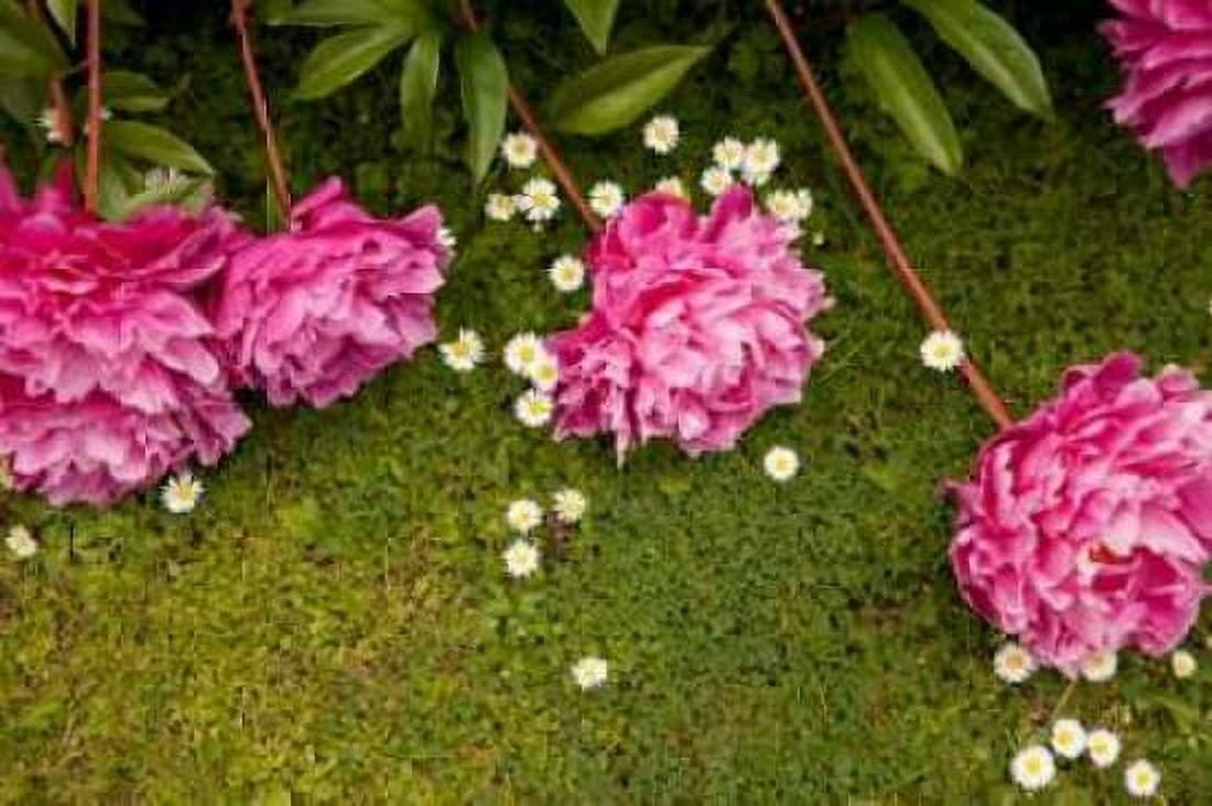 Garden Peonies I Canvas Art - Karyn Millet (12 x 18)