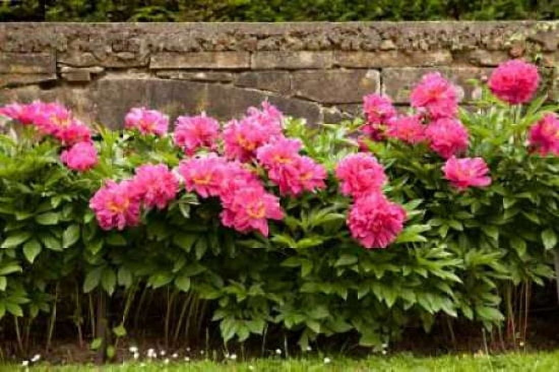 Garden Peonies II Canvas Art - Karyn Millet (24 x 36)