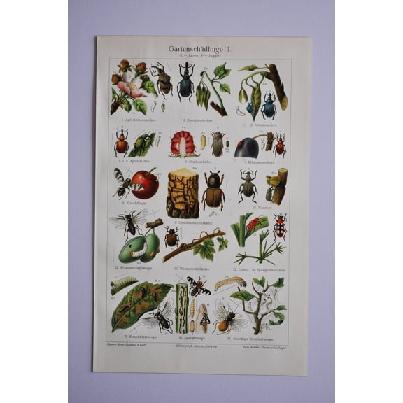 Garden Pests Antique Insect Print, Unframed Paper Poster 8x10in