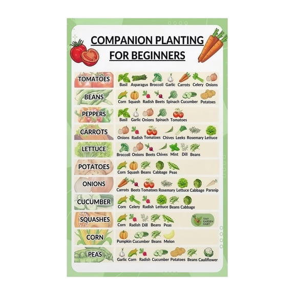 Garden Planning Poster Companion Planting Guide Chart What to Plant Together Informative Wall Art for Potting Bench Allotment or as a Gardening Gift Idea
