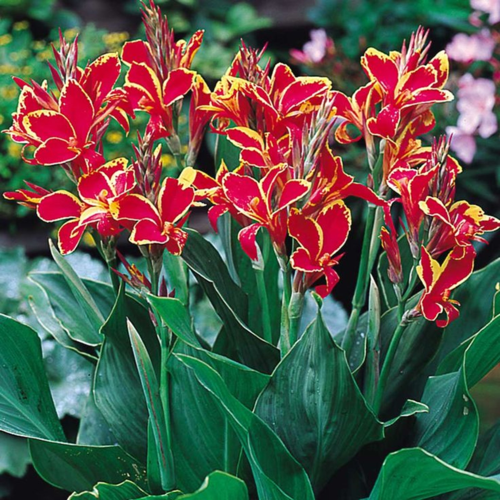 Garden PlantCanna Lily Bulbs For Planting Outdoors Canna Lily Bulbs