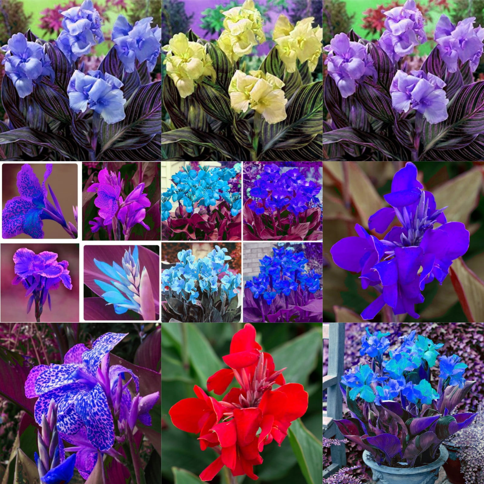 Garden PlantCanna Lily Bulbs For Planting Outdoors Mixed Canna Lily