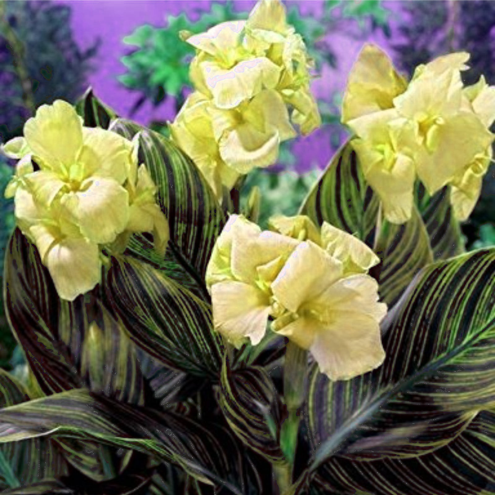 Garden PlantCanna Lily Bulbs For Planting Outdoors Mixed Canna Lily