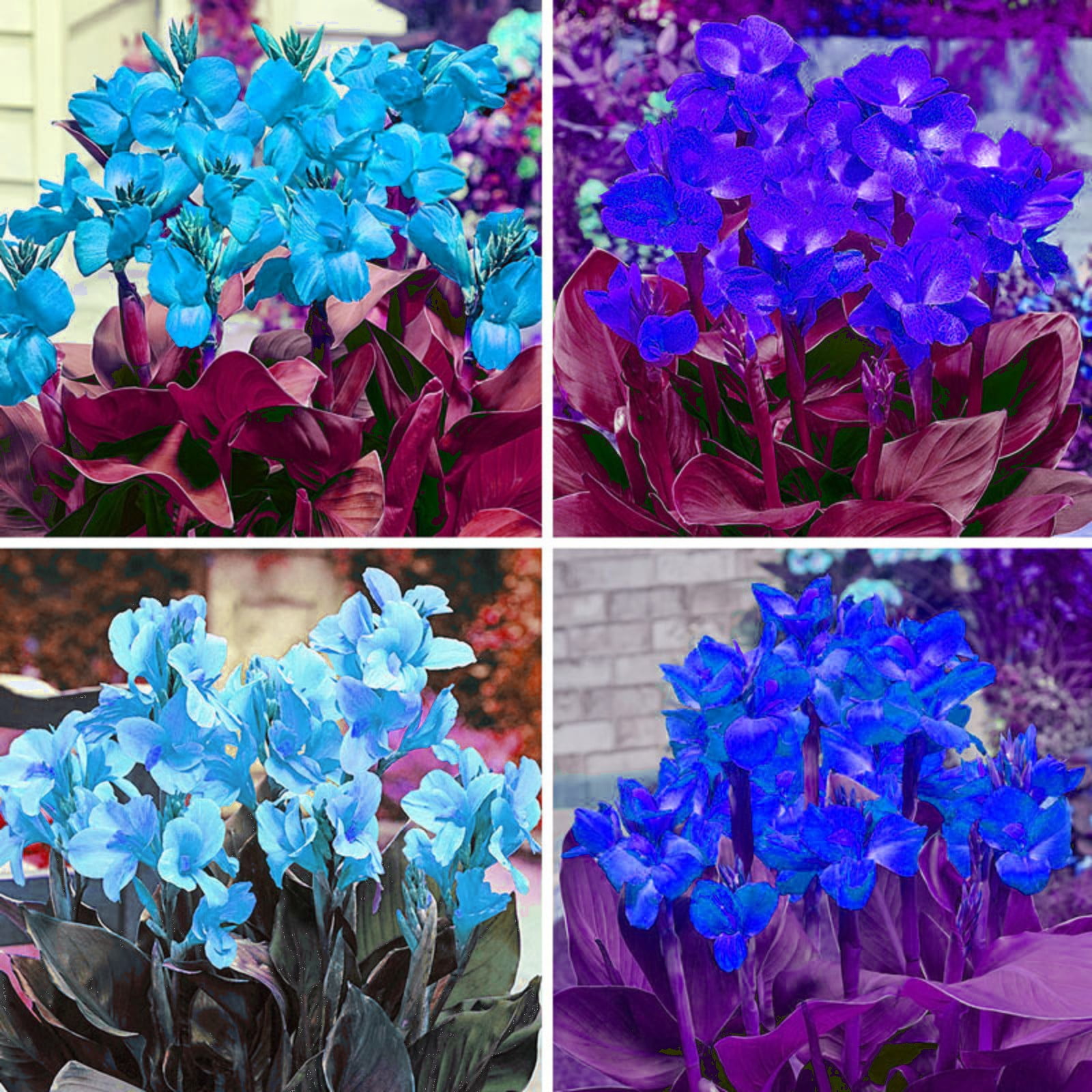 Garden PlantCanna Lily Bulbs For Planting Outdoors Mixed Canna Lily