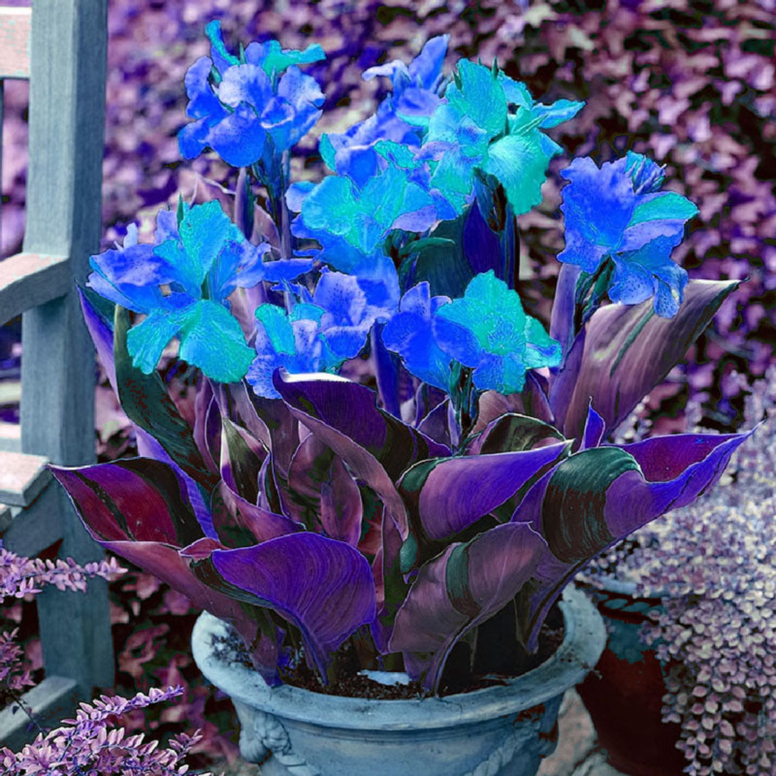 Garden PlantCanna Lily Bulbs For Planting Outdoors Mixed Canna Lily