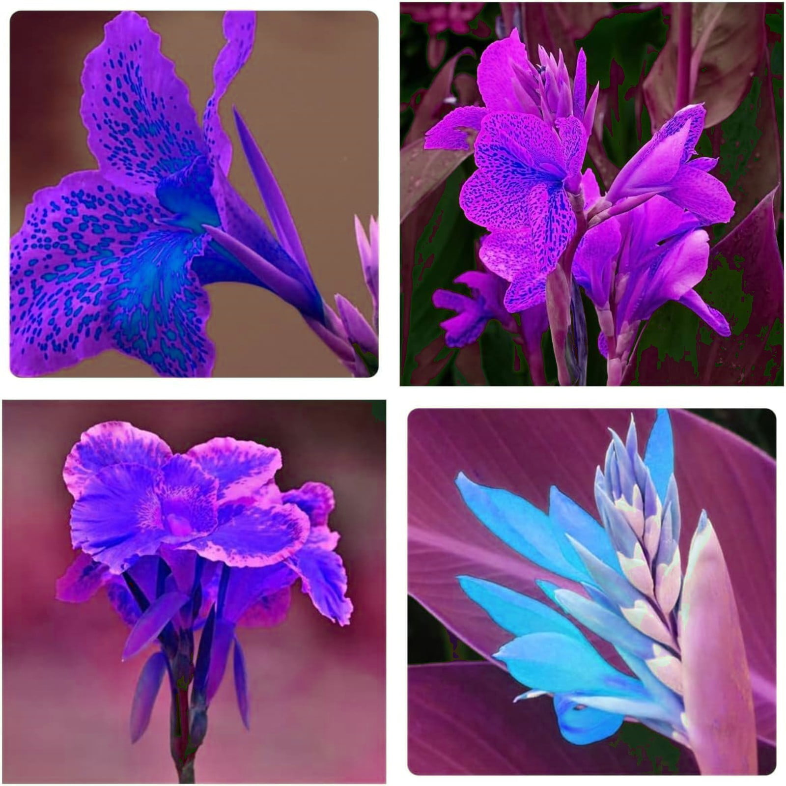 Garden PlantCanna Lily Bulbs For Planting Outdoors Mixed Canna Lily