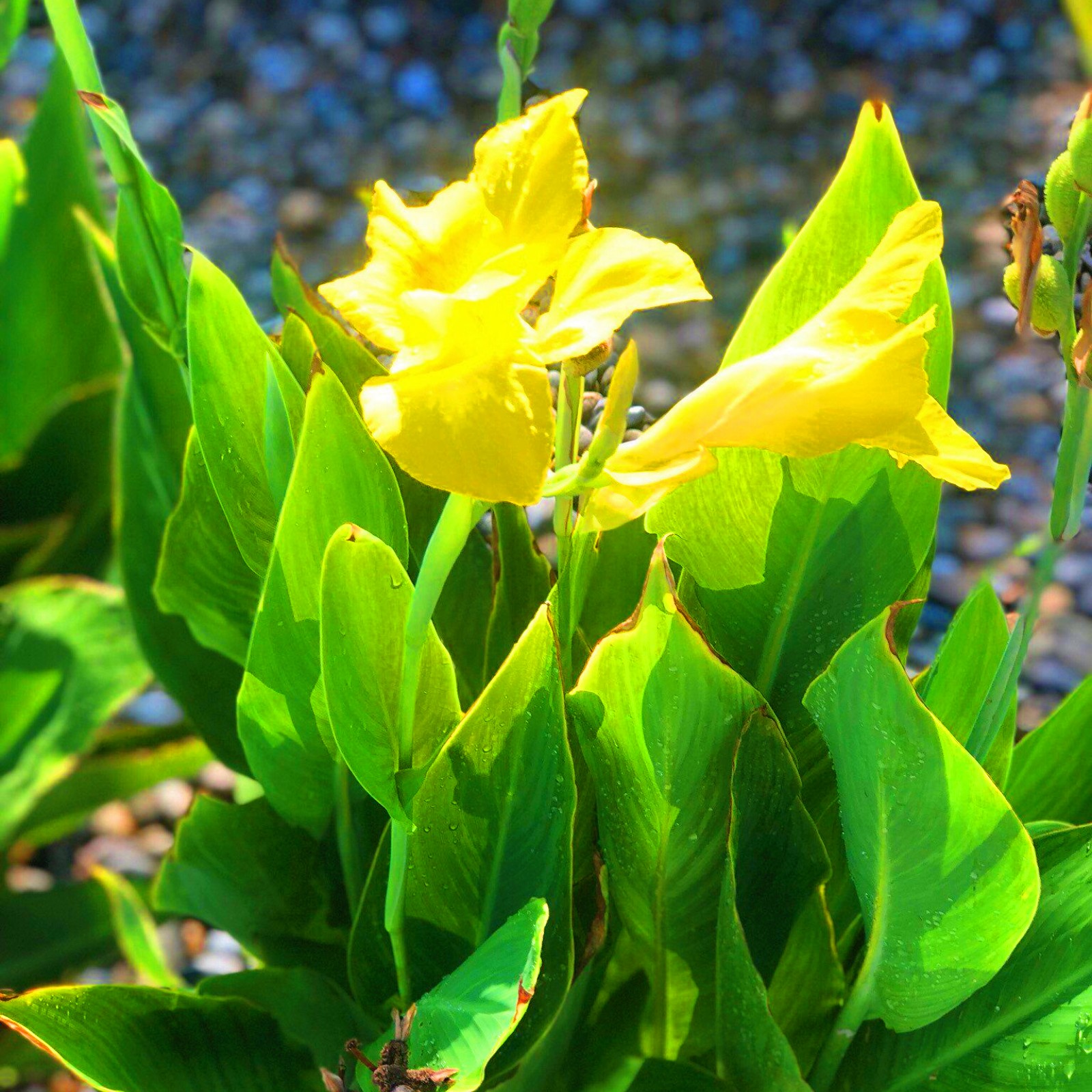 Garden PlantCanna Lily Bulbs For Planting Outdoors Mixed Canna Lily