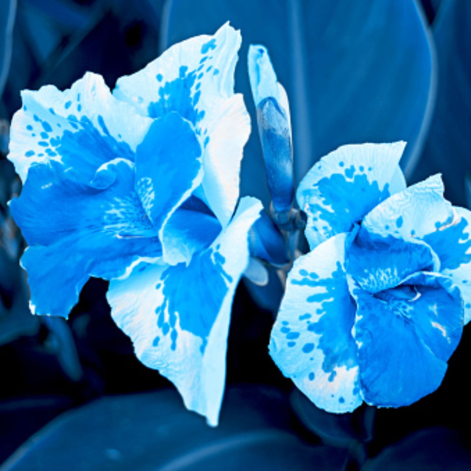 Garden PlantCanna Lily Bulbs For Planting Outdoors Mixed Canna Lily