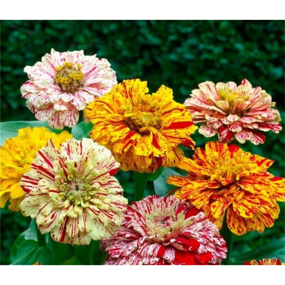 Garden Plant Seed 200+ Peppermint Stick MVR1Zinnia Mix Mixed Colors Red Stripe Elegans Flower Seeds