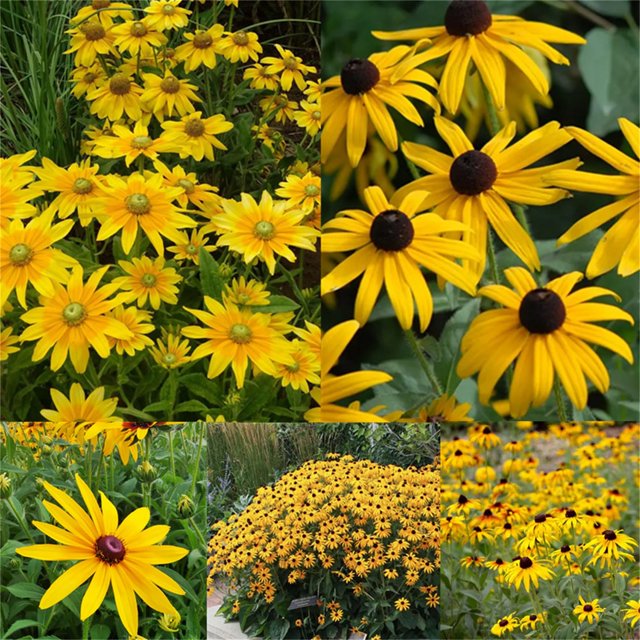 Garden Plant Seed Flower OIF8 Seed Rudbeckia Laciniata Black Or Brown