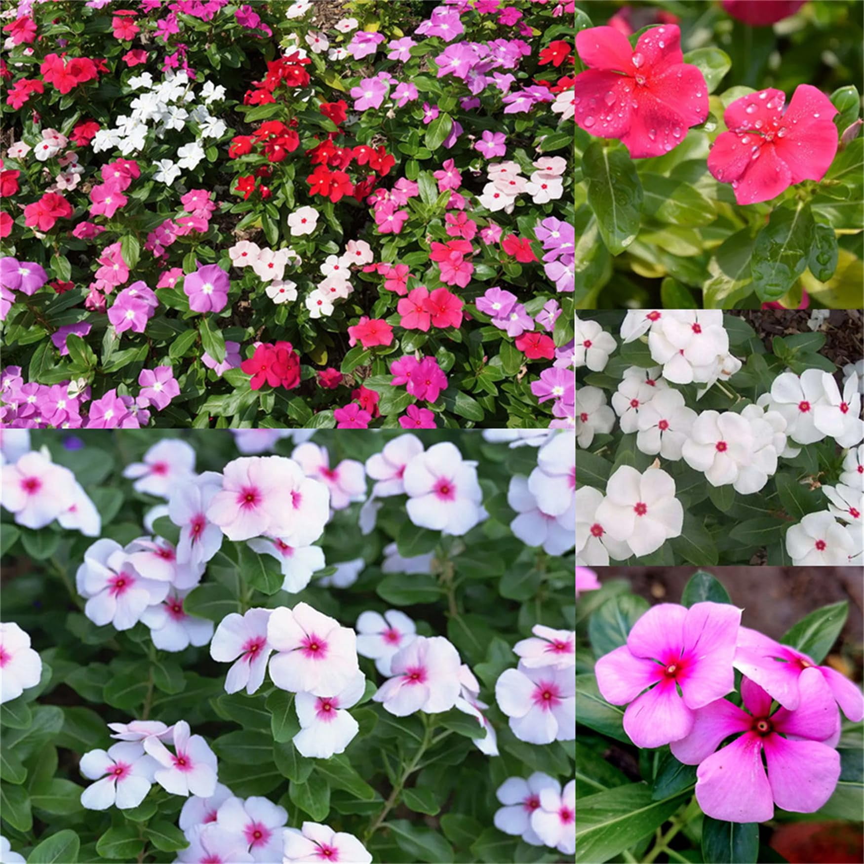 Garden Plant Seed Flower Seed Periwinkle Vinca Rosea Dwarf 100 Mixed