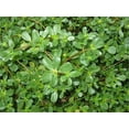 Garden Plant Seed Purslane Seeds Golden Purslane 1500+ Seeds Portulaca ...