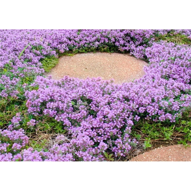 Graines De Thym Rampant - Sachet De 200 Graines Pour Jardin Aromatique